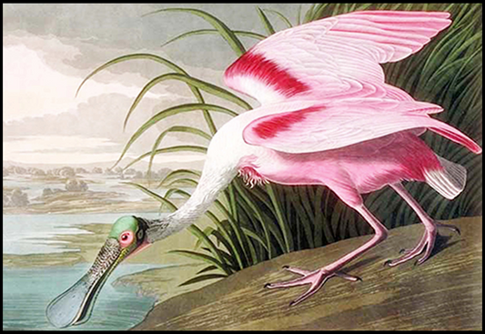 John James Audubon - Large Audubon Spoonbill